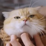 Cam is Viet's cat.