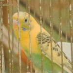 Banana is a tortoise adopted by Hatano.