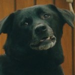 Chan is a stray dog adopted by Hatano.