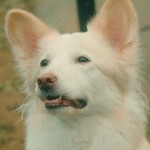 Chasu is a stray dog adopted by Hatano.