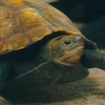 Dora is a tortoise adopted by Hatano.