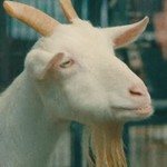 Koharu is a goat at the zoo.