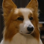 Carlos is portrayed by a Japanese dog.