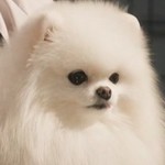 Milk is Natsuki's dog.