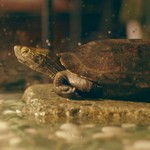 Kamekichi is Shiono's pet turtle.