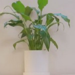 Gamdong is Seokmin's plant.