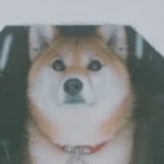 Takuya's dog is portrayed by a Japanese dog.