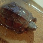 The classroom has a turtle.