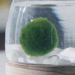 The moss ball belongs to Kanade.