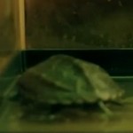 Koopa is Damian's turtle.