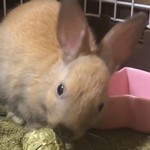 Pakkun is Takuzo's rabbit.