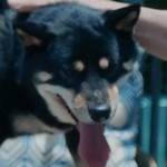 Du Du is a dog.