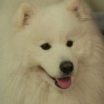 Rock is the family dog.